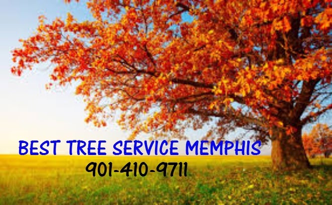 Best Tree Service Memphis logo