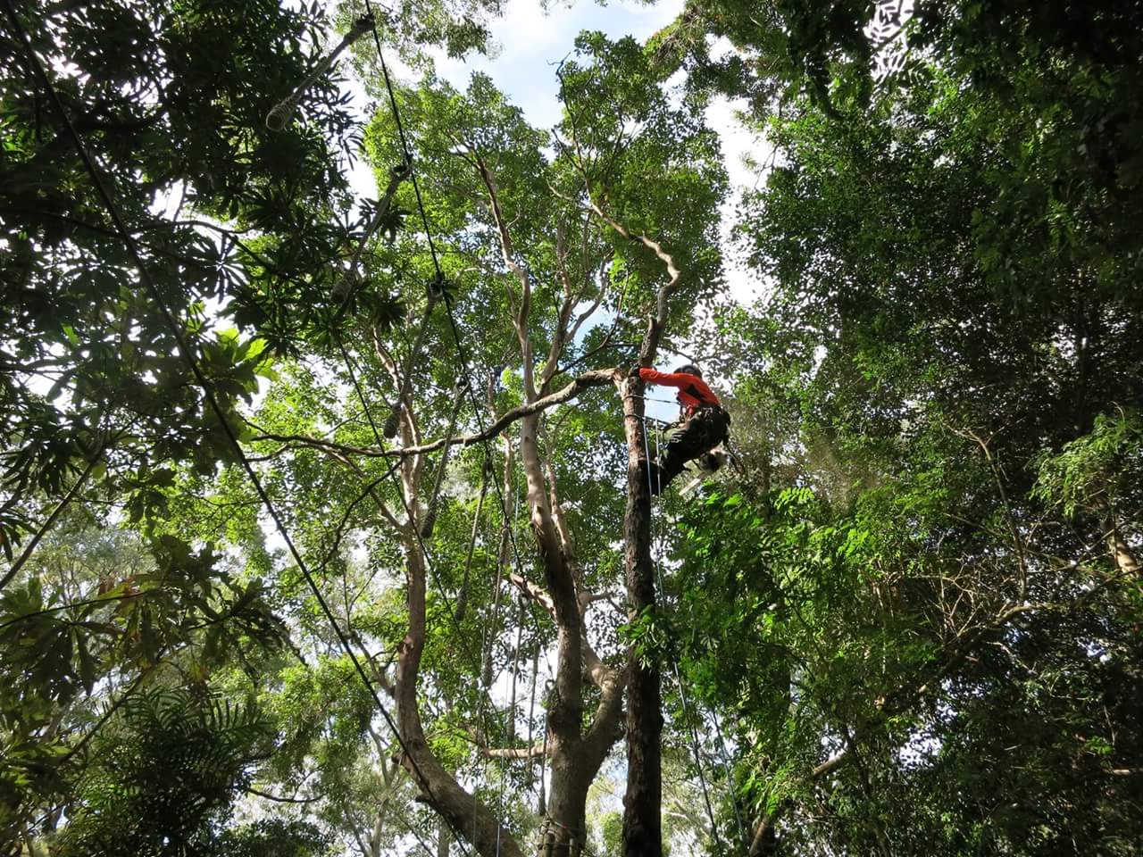 Aussie Tree Care logo
