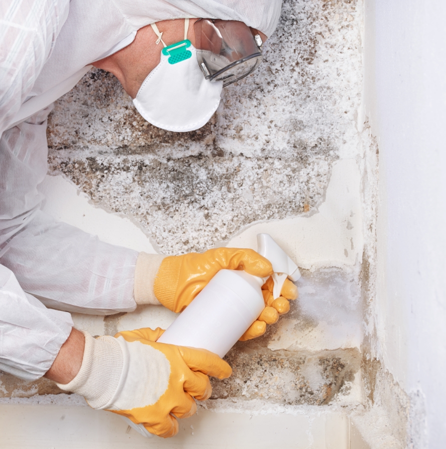 My Mold Removal NYC logo