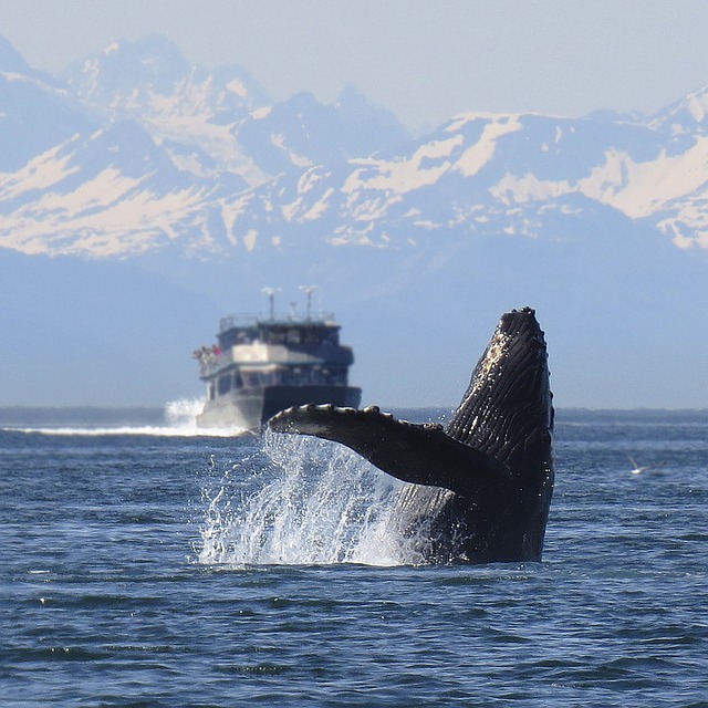 Best Time To Cruise Alaska logo