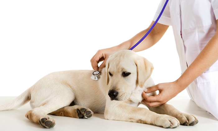 Dog Clinic logo